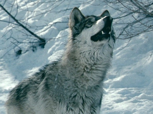 Замёрзшие (3)