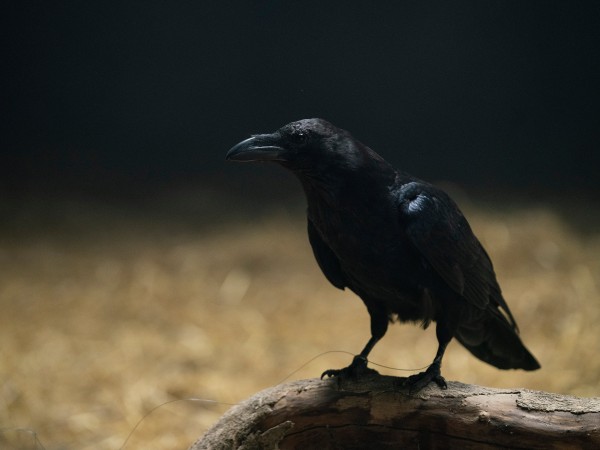 Родовое проклятие (2)