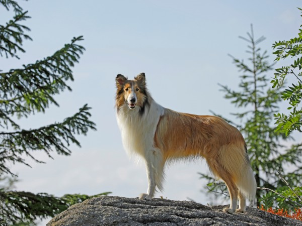 Лесси. Возвращение домой (5)