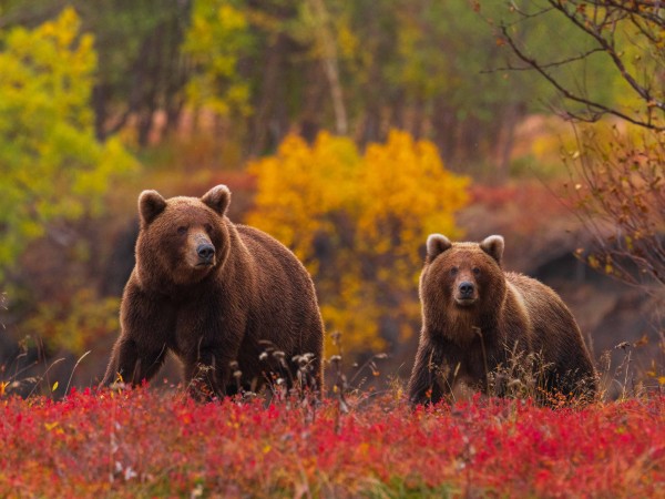 Огненный лис (3)