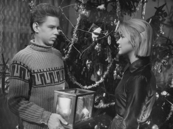 Дикая собака динго