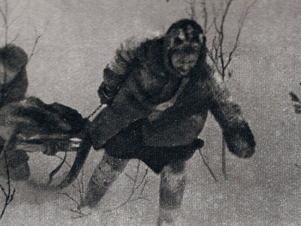 Дикая собака динго (6)