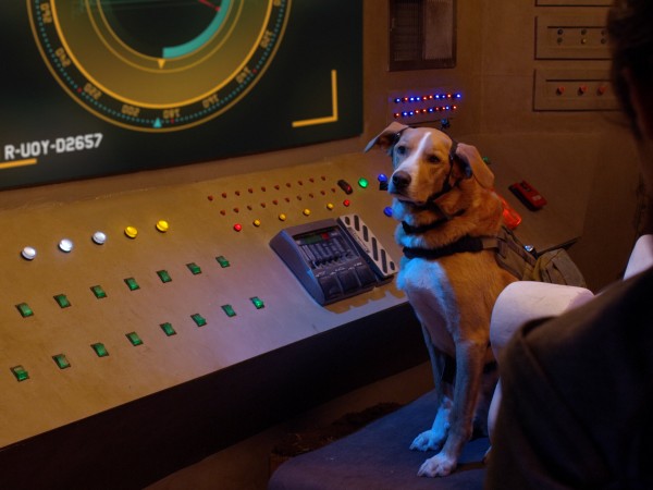 Пес под прикрытием