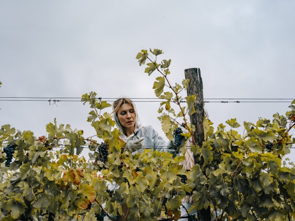 Виноделы (5)