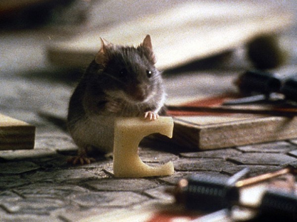 Мышиная охота (6)