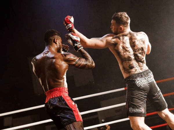 Бультерьер (2)