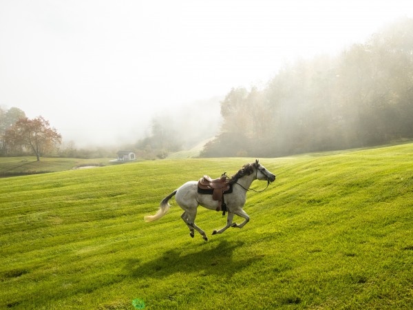 Галопом к мечте (5)