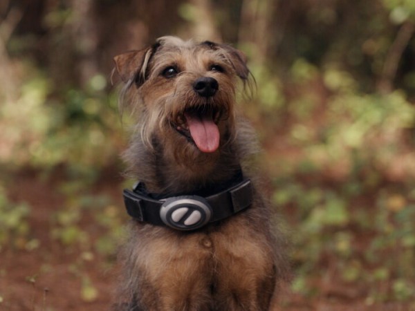 Хвостатые пришельцы (5)