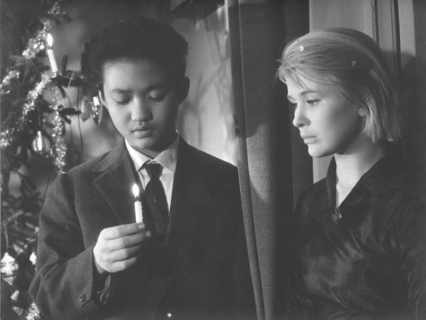 Дикая собака динго (4)