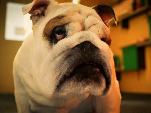 Моё собачье дело (6)