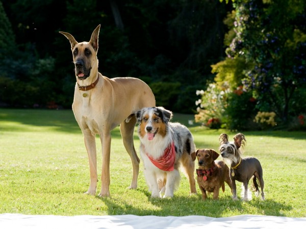 Мармадюк (2)