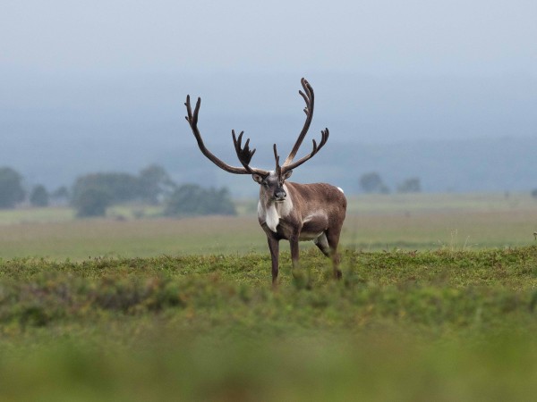 Огненный лис (5)