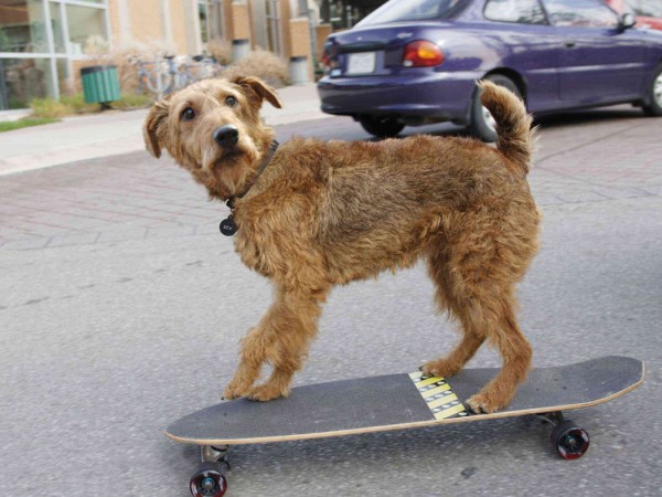 Пожарный пес