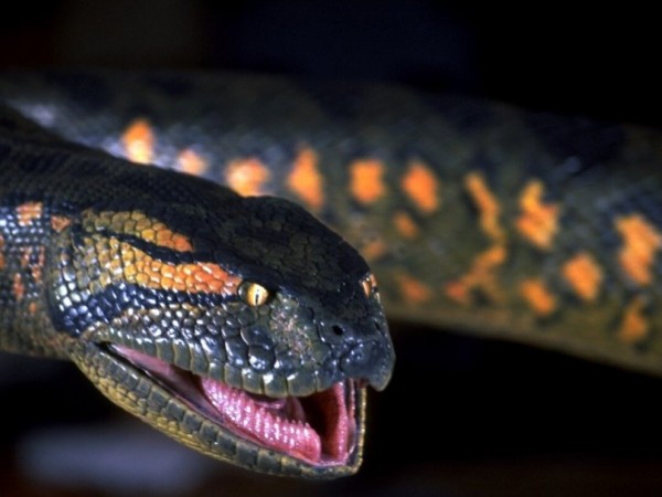 Анаконда (4)