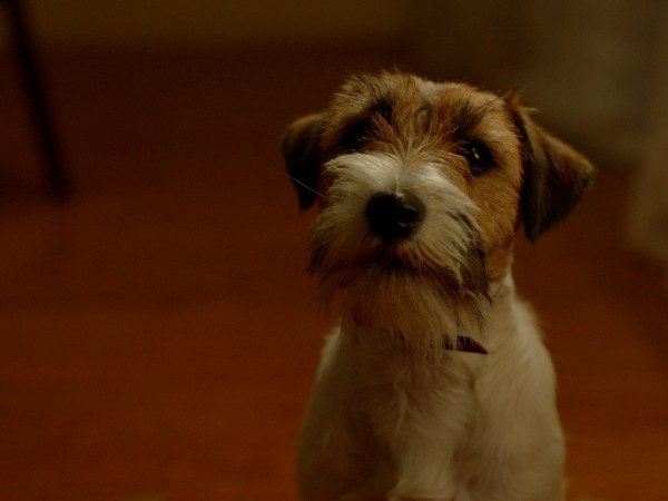 Баба Мороз и тайна Нового года (6)