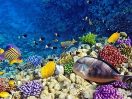 Обитатели Красного моря