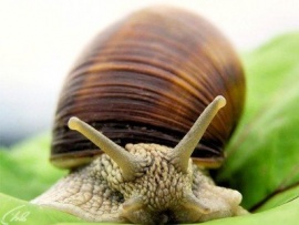 Ферма по разведению улиток в Приморско-Ахтарске