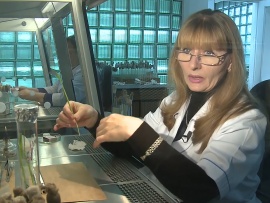 Российский рис