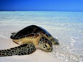 Люди и черепахи