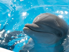 Дельфин Берни