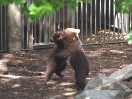 Медвежата на прогулке