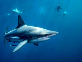 Осторожно: акулы!