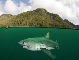 Убийцы холодных вод